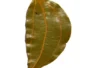 Tejpata (Cinnamomum Tamala) –  তেজপাতা-250 gm