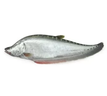 Chitol Mach (Clown Knife Fish) –  চিতল মাছ 3kg – 4kg