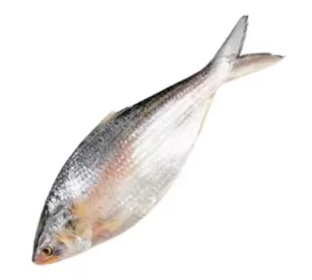 Hilsha Fish (Asto Ilish)- ইলিশ মাছ- Size-1.5kg