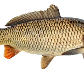 karpu Fish – কার্পু মাছ