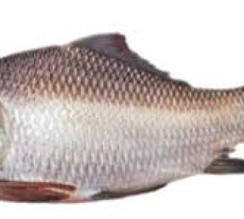 Catla Fish – কাতল মাছ – 3 kg – 4 kg