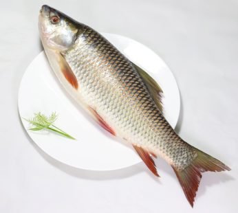 Rui Fish – রুই মাছ -2.5 kg-4 kg