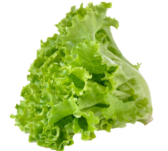 lettuce Pata লেটুস পাতা